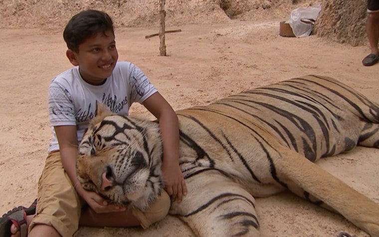 Image: A young boy plays with a tiger