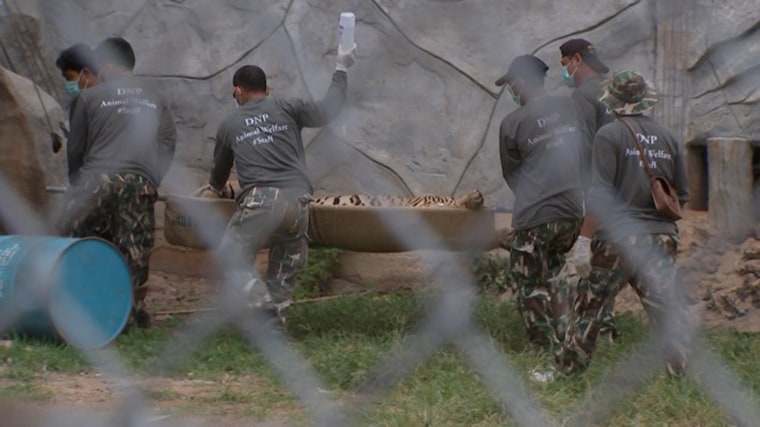 Image: Officials worked to remove the tigers on Monday
