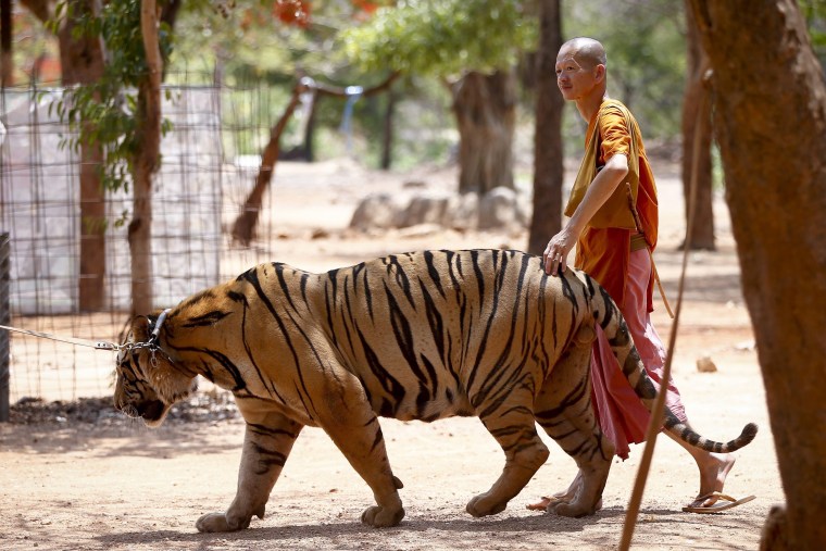 Image: Tiger Temple in Kanchanaburi