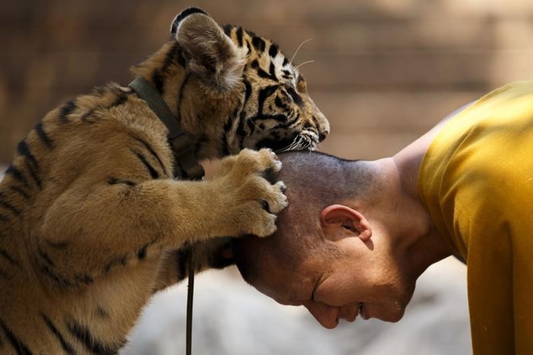 Image: Buddhist monk plays with a tiger at the Wat Pa Luang Ta Bua, otherwise known as Tiger Temple, in Kanchanaburi province