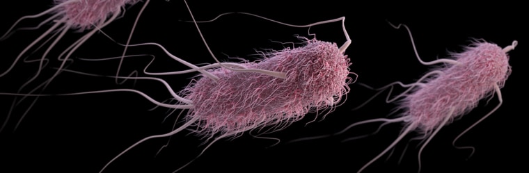 E coli bacteria