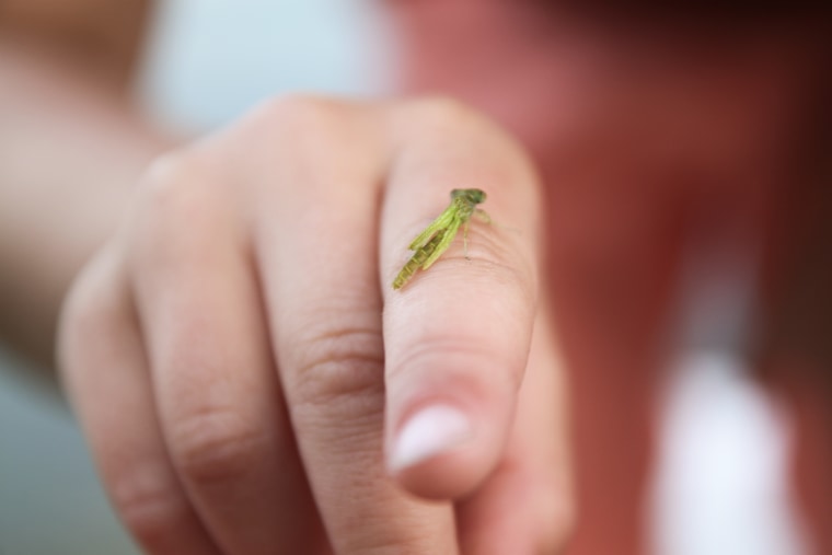 Guenther suggests, rather than having your child run around trying to catch a bug, to encourage your child to sit still and allow nature to come to them.