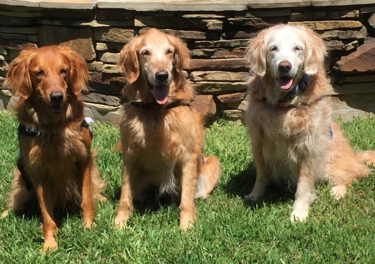 Dogs Taser, Aid'N and Bretagne pictured together