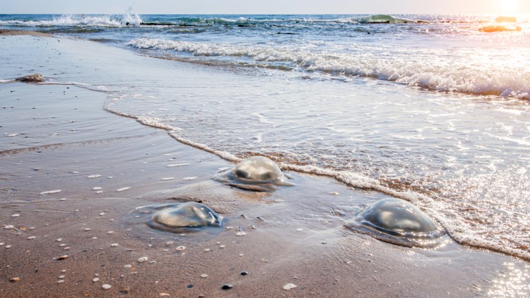 jellyfish, beach, ocean