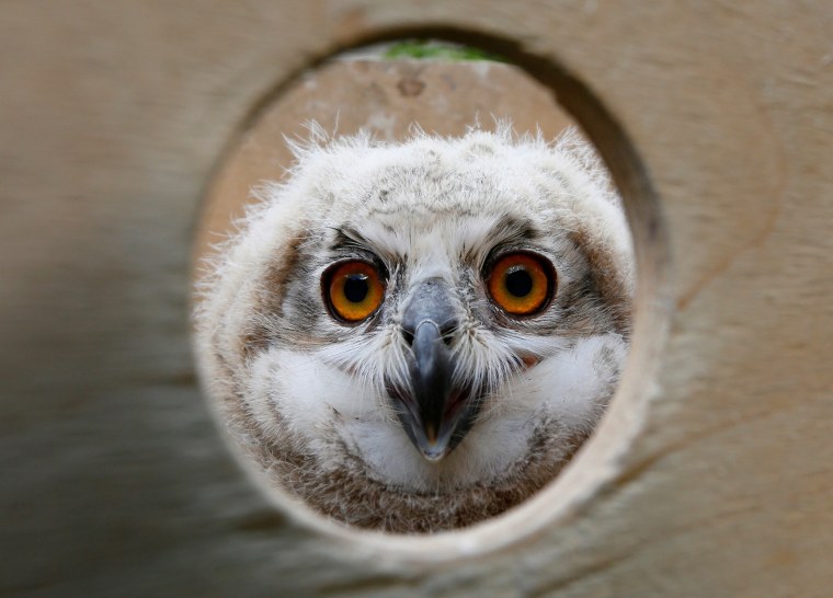 A 3-week-old Eurasian eagle owl looks out of a wooden box at the Royev Ruchey zoo on the suburbs of the Siberian city of Krasnoyarsk.