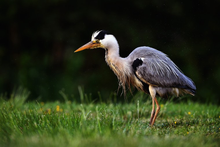 A Heron looks for food Rothiemurchus on June 6th in Aviemore, Scotland. The grey heron is one of the UK most widespread predatory birds commonly found around water shallow enough for them to wade in, lochs rivers and even saltwater.