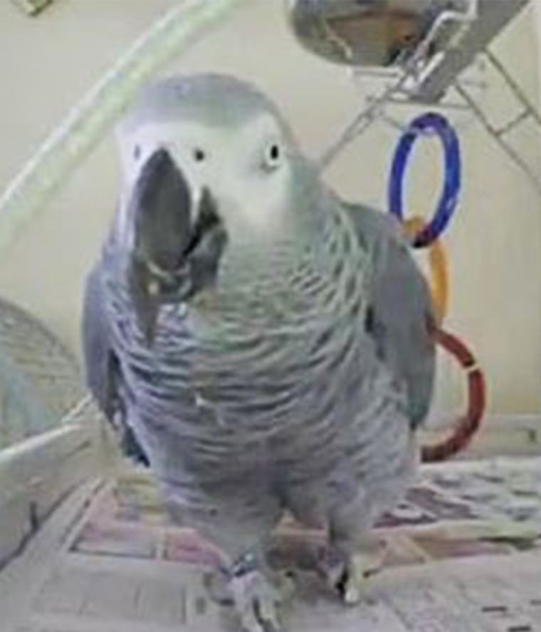 Family members believe an African grey parrot named "Bud" may have witnessed the fatal shooting of his owner.