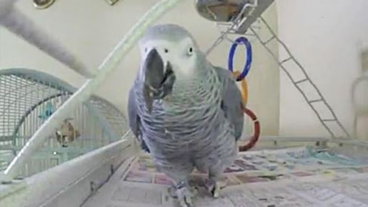 Family members believe an African grey parrot named "Bud" may have witnessed the fatal shooting of his owner.