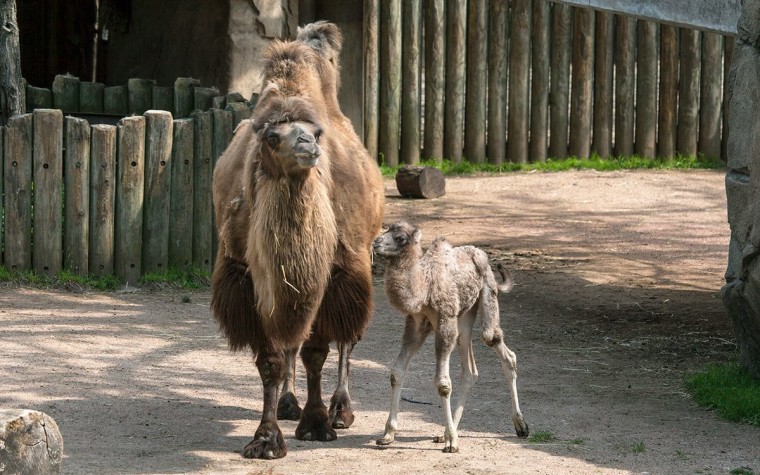 Alexander Camelton and parent.