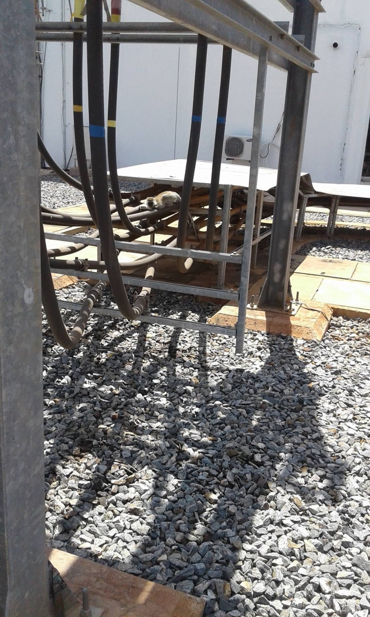 Image: KenGen posted a photograph of what appears to be a vervet monkey crouching on top of electrical equipment.