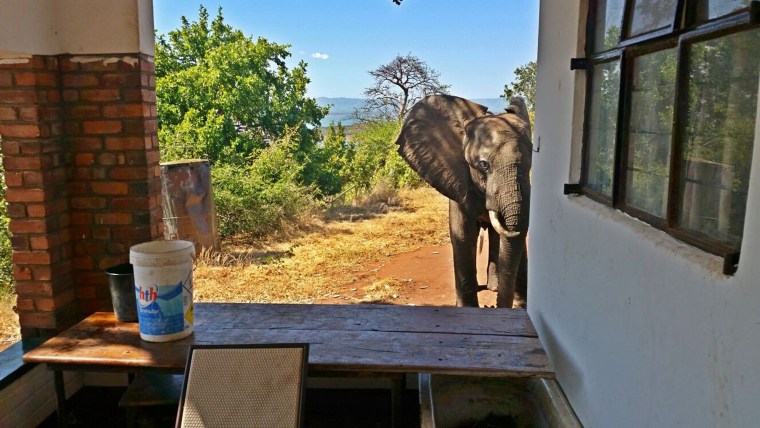 Wounded elephant appears to plead for help from humans after being shot by poachers