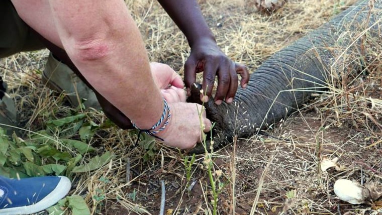 Wounded elephant appears to plead for help from humans after being shot by poachers.