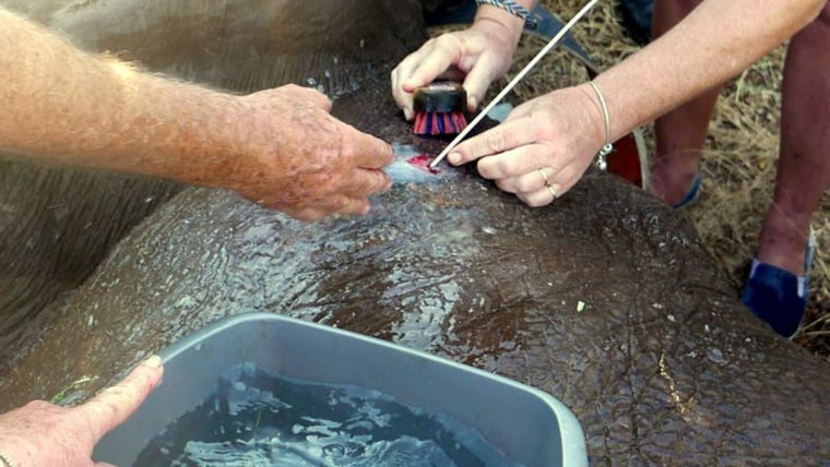 Ben's wound is cleaned by specialists at the Bumi Hills Foundation safari lodge.