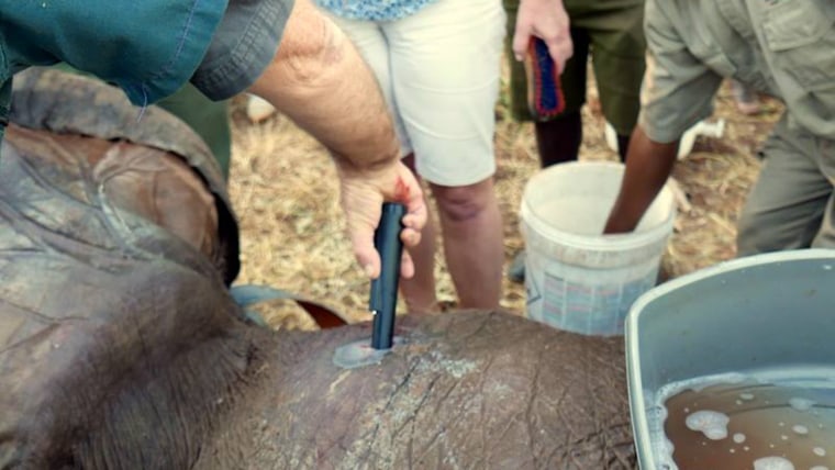 Wounded elephant appears to plead for help from humans after being shot by poachers.