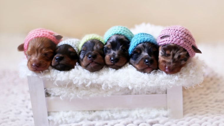 Newborn miniature hot sale dachshund puppies