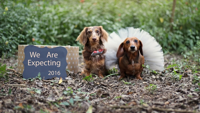Proud Dachshund Mom Poses For Photoshoot With Her Newborn Pups