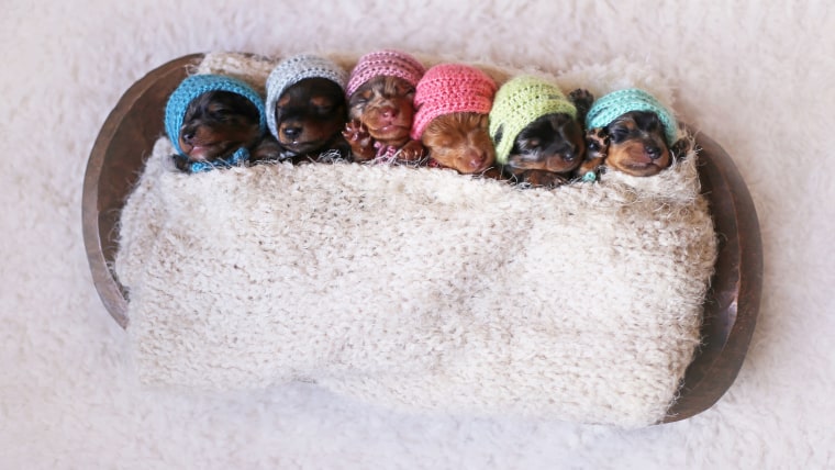 Proud Dachshund Mom Poses For Photoshoot With Her Newborn Pups