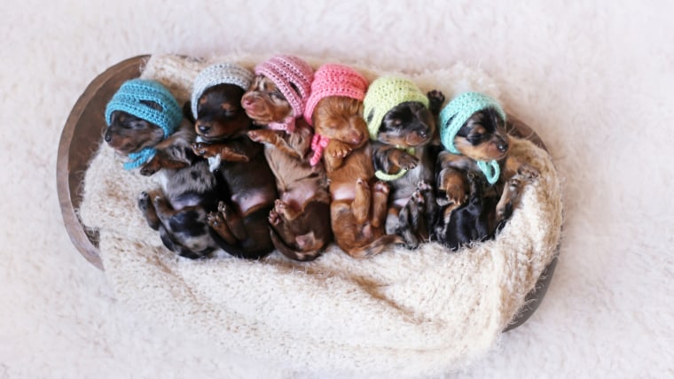 Proud Dachshund Mom Poses For Photoshoot With Her Newborn Pups