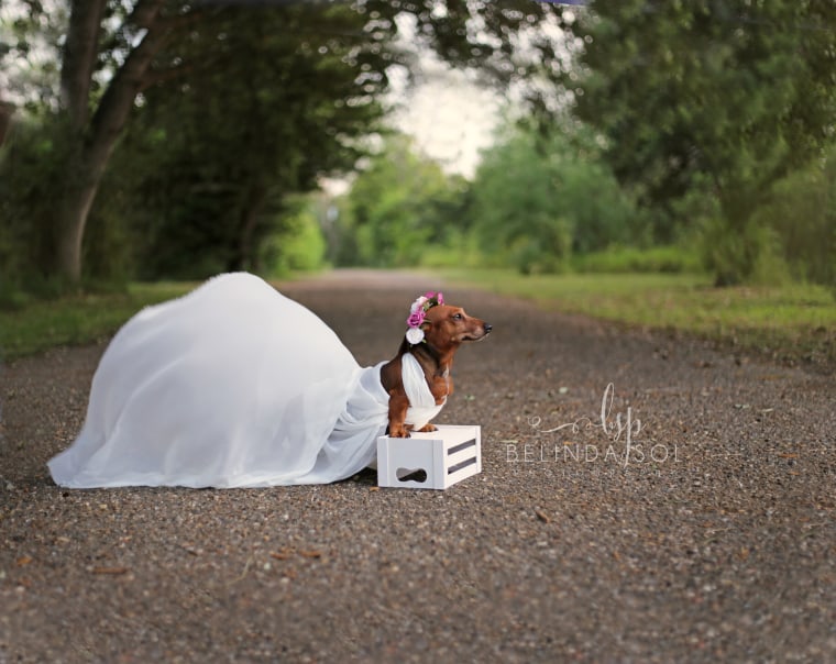 dachshund pregnancy shoot