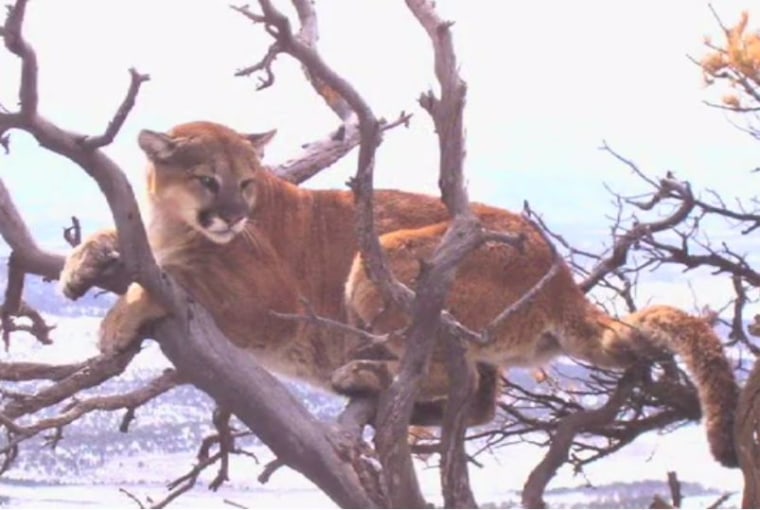 Mountain lion numbers have risen recently, according to Colorado Parks and Wildlife.