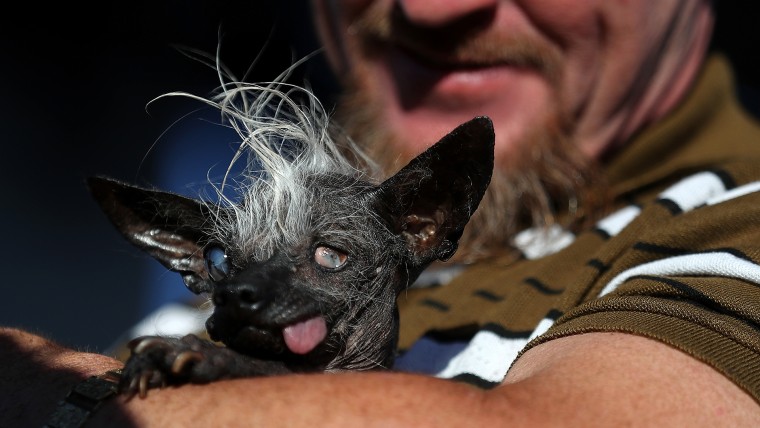 Canines Compete In World's Ugliest Dog Contest