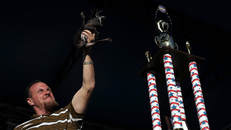 Canines Compete In World's Ugliest Dog Contest