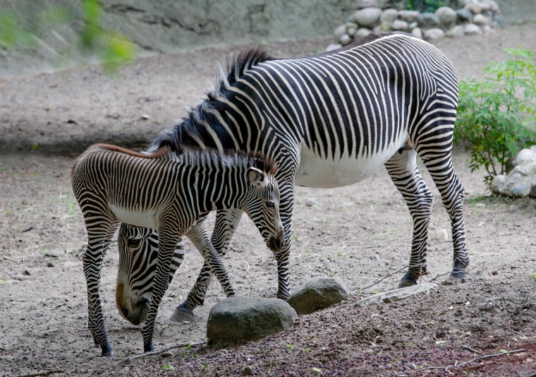 4-day-old zebra with its mother