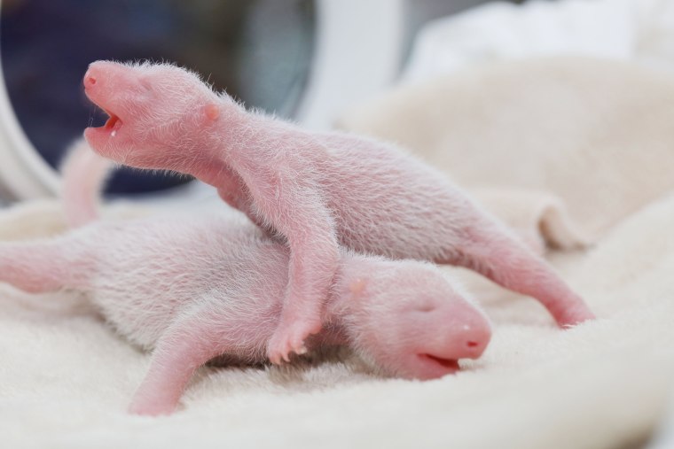 Image: Twin giant panda cubs are seen in Chengdu