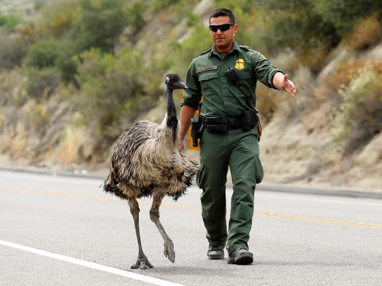 Image: U.S. Customs and Border Patrol officer Constantino Zarate tries to heard an Emu off the highway near wildfire