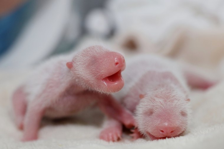Image: Twin giant panda cubs are seen in Chengdu