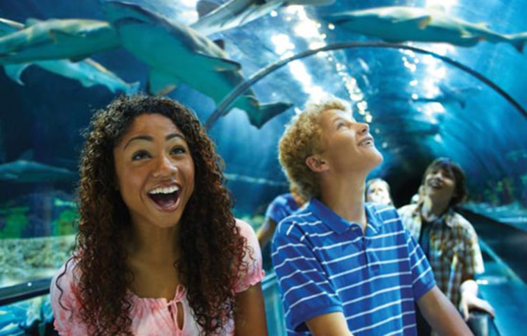 Shark encounter at Seaworld in Orlando, Florida