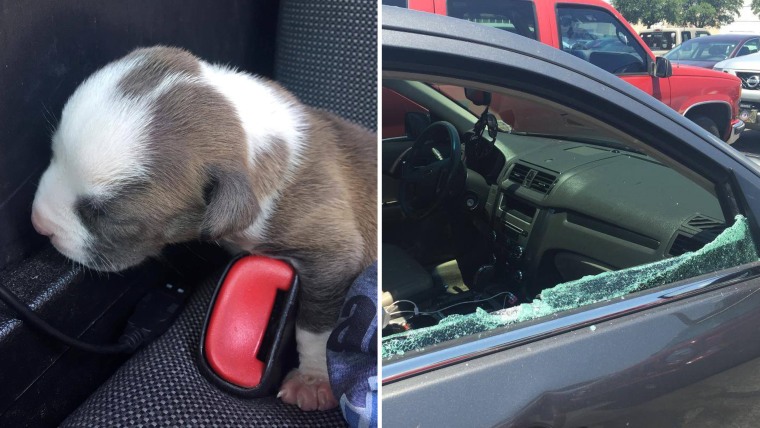 puppy rescued from car