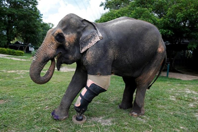Mosha, Thai Elephant Wounded by Land Mine, Gets New Prosthetic Limb.