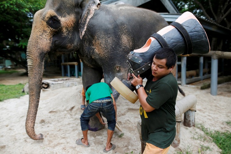 Mosha, Thai Elephant Wounded by Land Mine, Gets New Prosthetic Limb