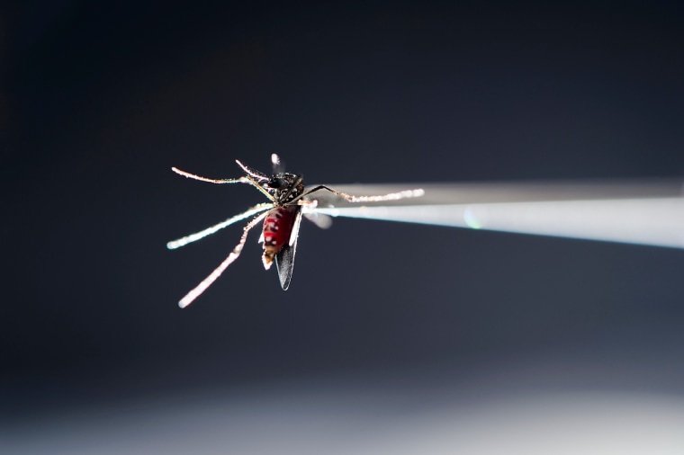 A vacuum tube holds a blood-fed strain of Aedes aegypti mosquito 