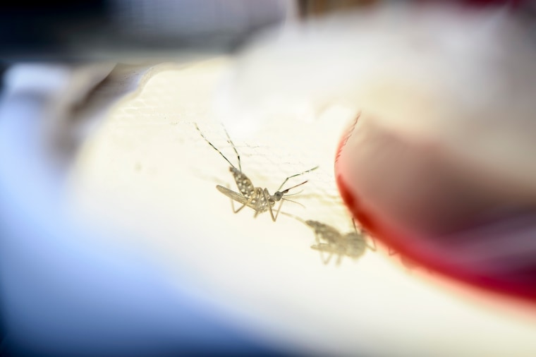 A strain of Aedes aegypti mosquitos feed from a membrane of blood in a research lab insectary in the Hanson Biomedical Sciences Building at the University of Wisconsin-Madison on May 17, 2016.