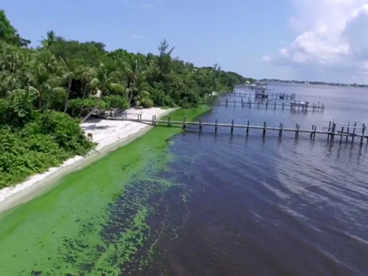 Blue Green Algae in the St. Lucie River in Florida.