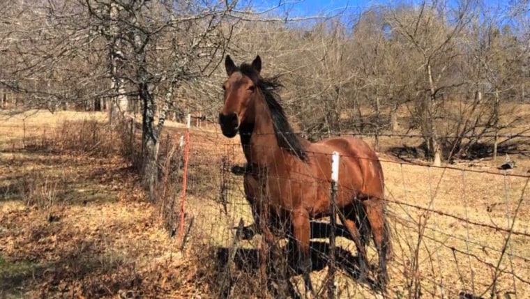 Misty Blue, a Tennessee walking horse, was killed "execution style." Her death is being investigated as a hate crime against her owners.