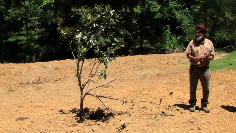 Devinder Sandhu standing next to a flowering tree that he planted over Misty Blue's gravesite.