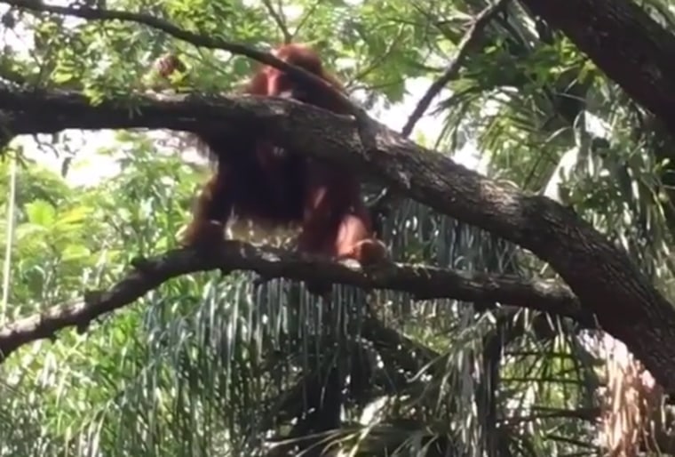 This photo taken by a Busch Gardens Tampa Bay patron shows an orangutan loose inside the park in Tampa, Fla., Jul 1, 2016.