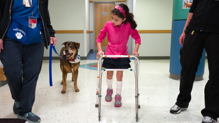 young patient getting physical therapy help from a dog at Akron Children's Hospital