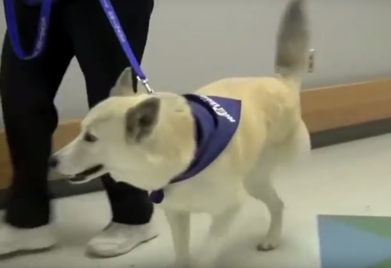 therapy dog at Akron Children's Hospital
