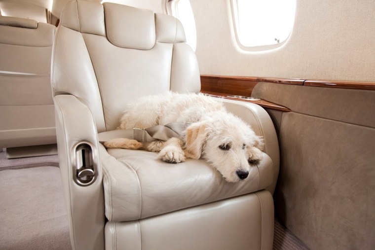 Dog flies on private planes