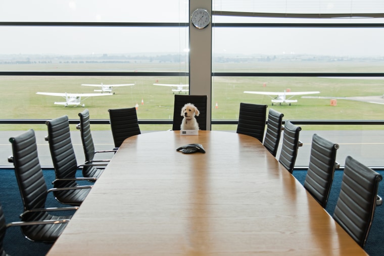 Dog flies on private planes