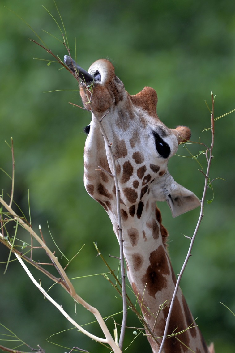 Hungry giraffe