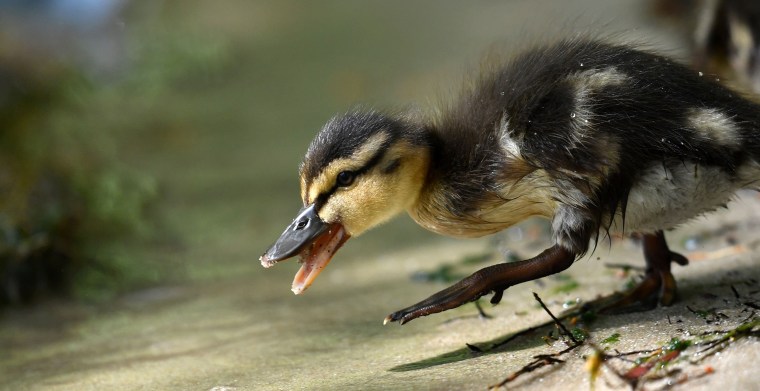 Duckling testing the waters