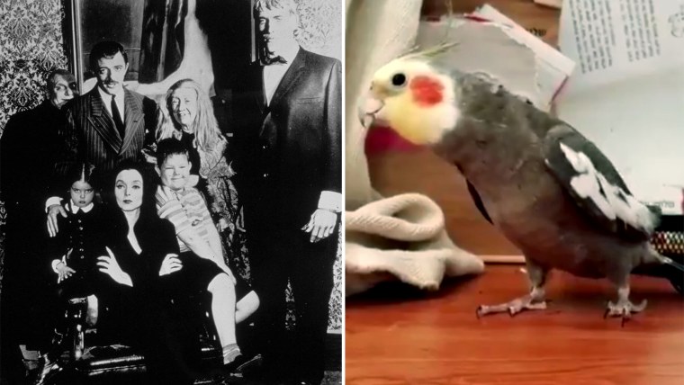 Bird whistles 'The Addams Family' theme song