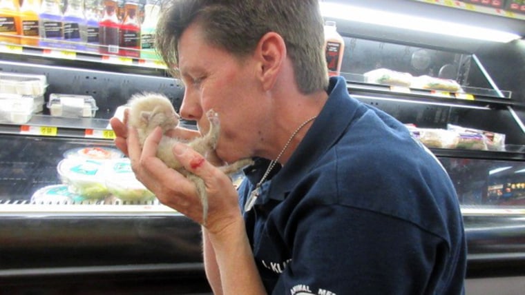 two kittens rescued from a Walmart deli stand in Arizona