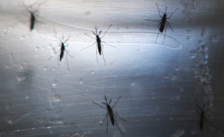 Brazil Continues Battle Against Zika Virus Ahead Of Olympic Games