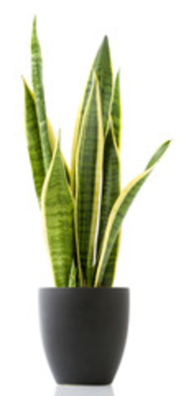 Snake plant deals clean air